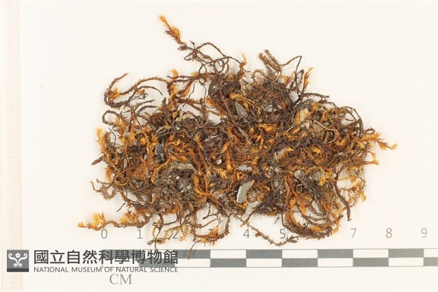 登錄號:B00004869藏品圖，第1張