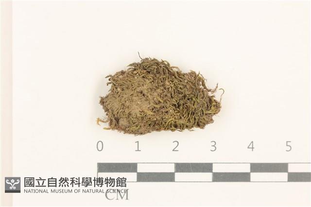 登錄號:B00015869藏品圖，第1張