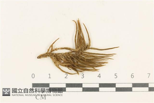 登錄號:B00001869藏品圖，第1張