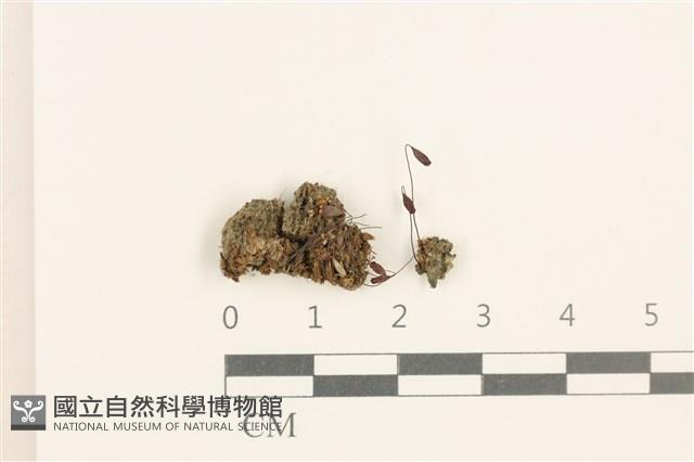 登錄號:B00004909藏品圖，第1張