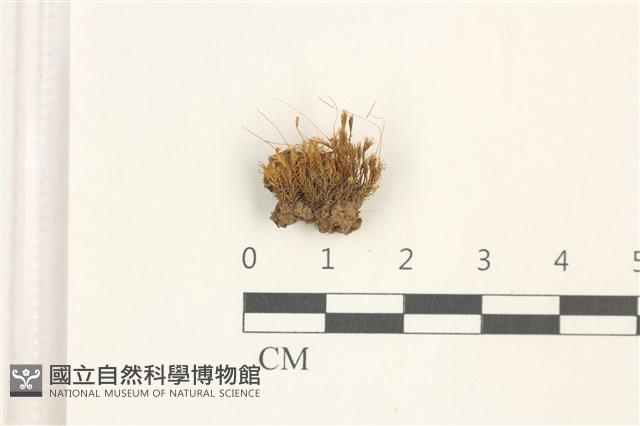 登錄號:B00017909藏品圖，第1張