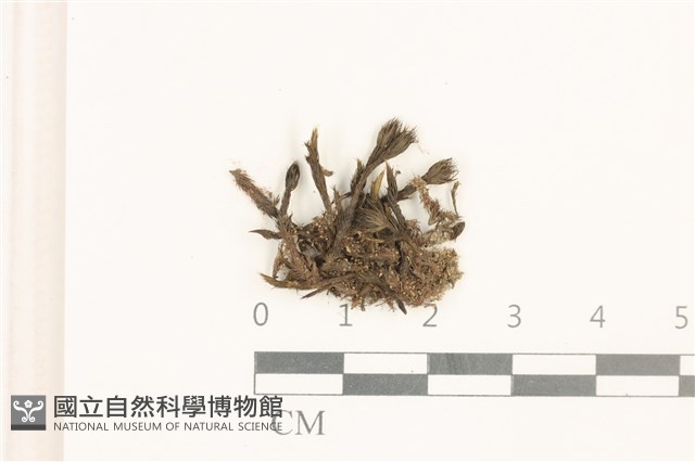 節莖曲柄蘚藏品圖，第1張
