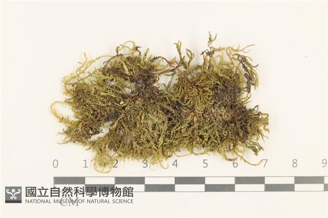 短尖燕尾蘚藏品圖，第1張