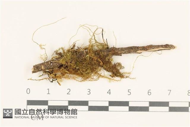 登錄號:B00015809藏品圖，第1張