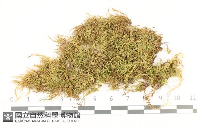 長肋青蘚藏品圖，第1張