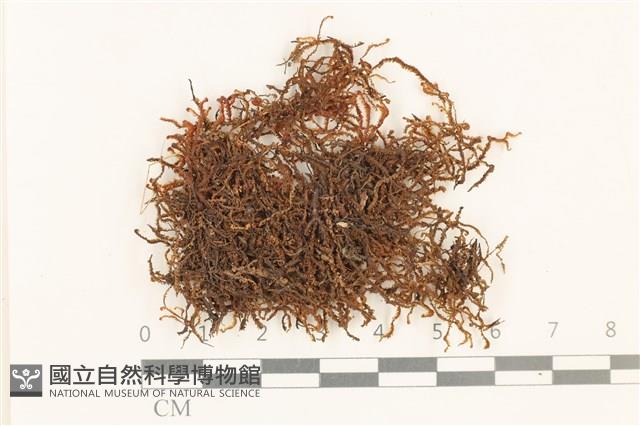 登錄號:B00018989藏品圖，第1張