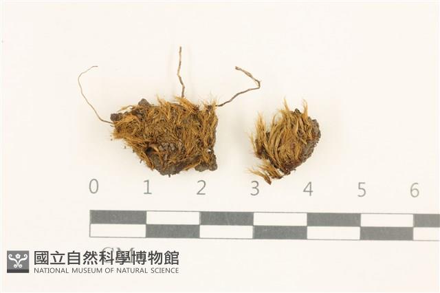 登錄號:B00002889藏品圖，第1張