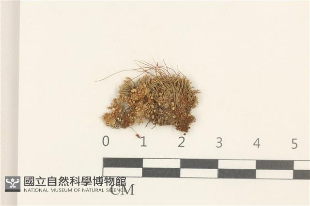 真蘚藏品圖，第1張