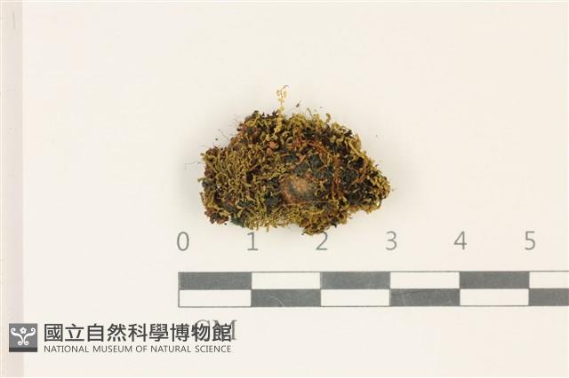 索氏叢本蘚藏品圖，第1張
