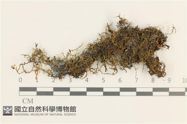 登錄號:B00011889藏品圖，第1張