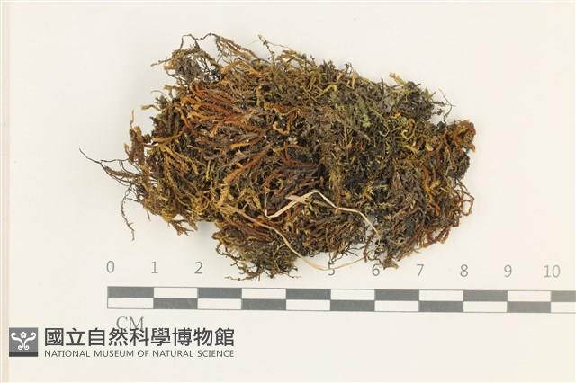 登錄號:B00020889藏品圖，第1張