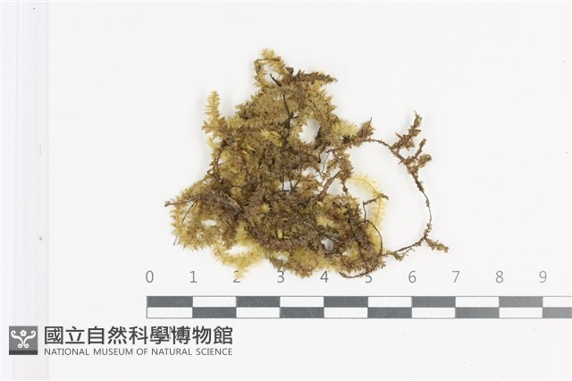 大灰氣蘚藏品圖，第1張