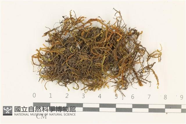 小牛舌蘚藏品圖，第1張