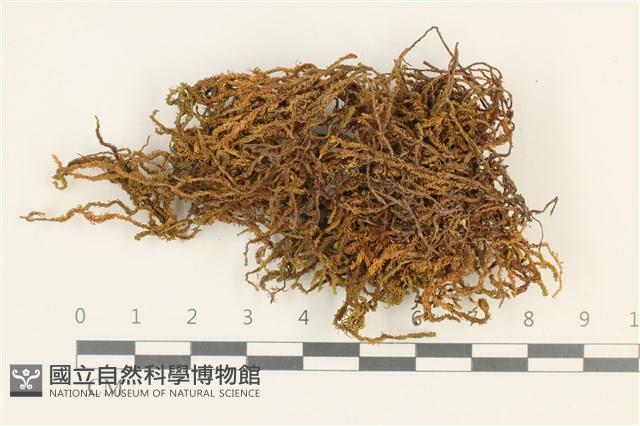 碎葉牛舌蘚藏品圖，第1張