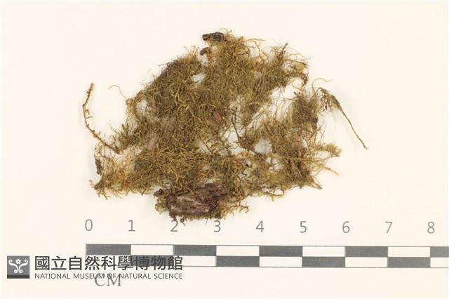 東亞小錦蘚藏品圖，第1張