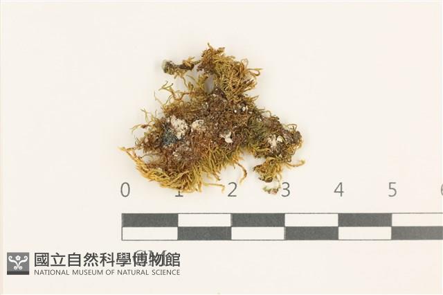 蟲毛蘚藏品圖，第1張