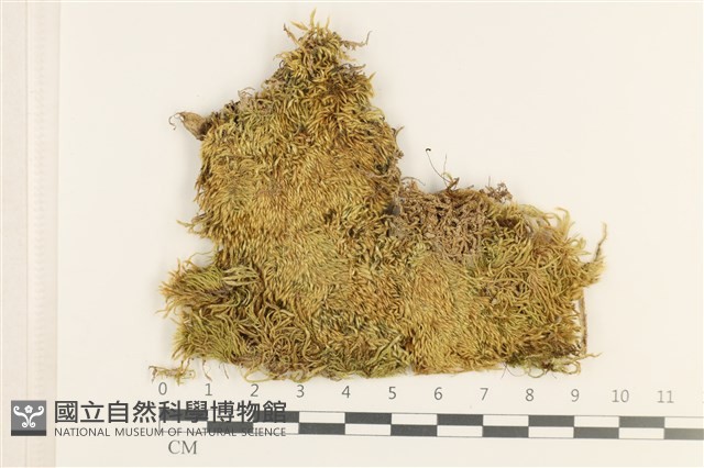 登錄號:B00011056藏品圖，第1張