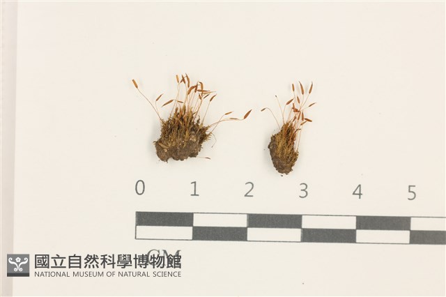 扭口蘚藏品圖，第1張