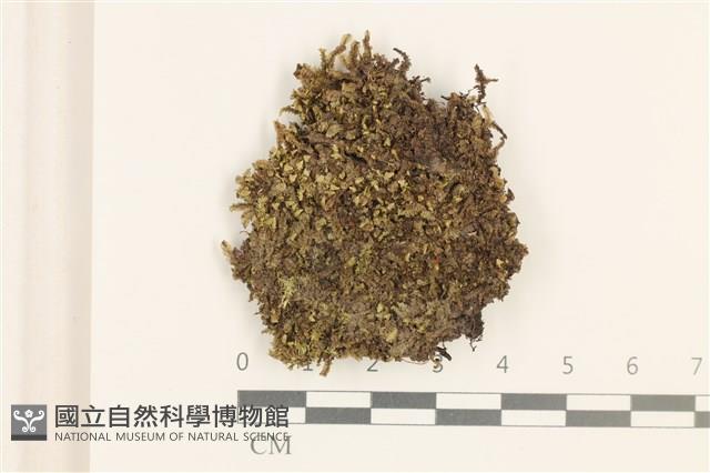 館號:B00016956藏品圖，第1張