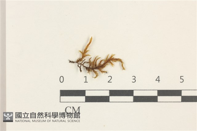 登錄號:B00014856藏品圖，第1張