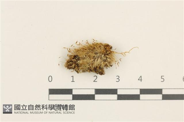 登錄號:B00015856藏品圖，第1張