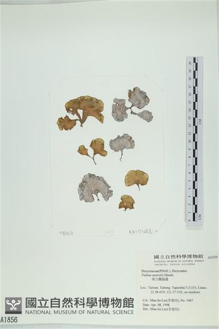 南方團扇藻藏品圖，第1張