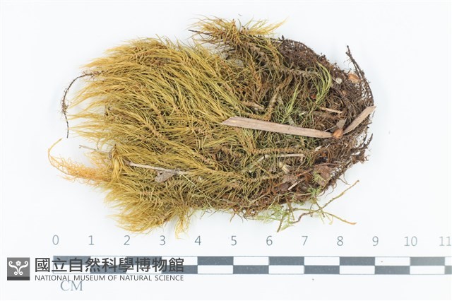 青毛苔藏品圖，第1張