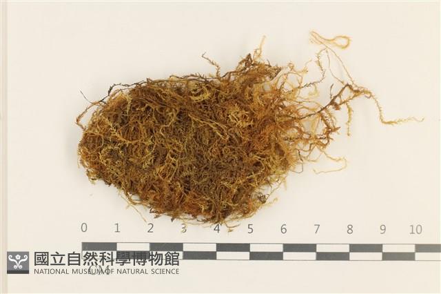 四川懸蘚藏品圖，第1張