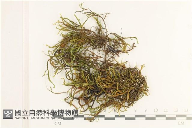 登錄號:B00012826藏品圖，第1張