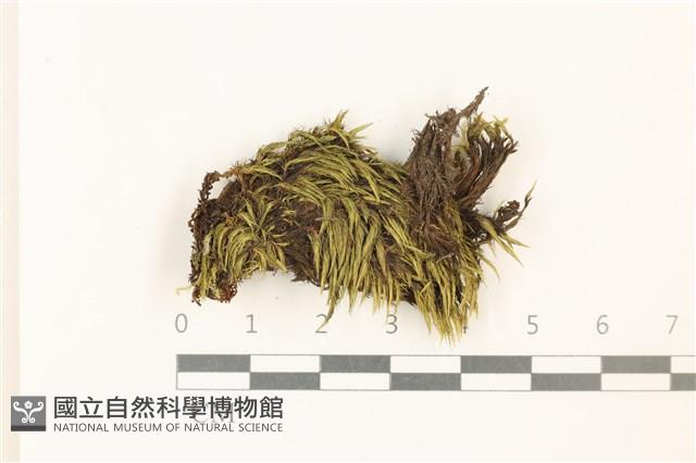 登錄號:B00020826藏品圖，第1張