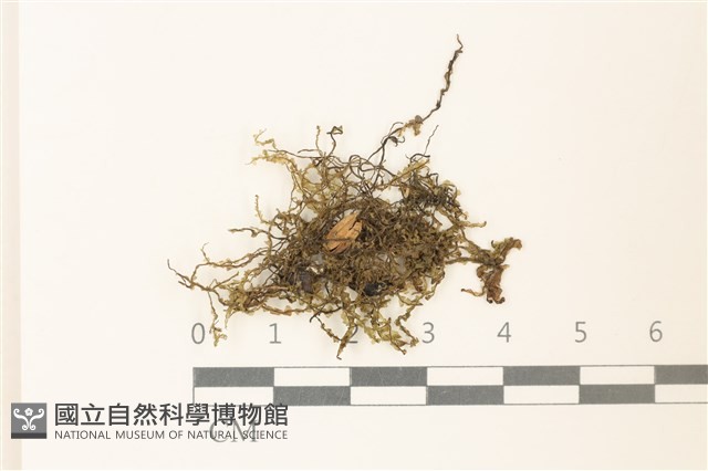 多胞裂萼苔藏品圖，第1張