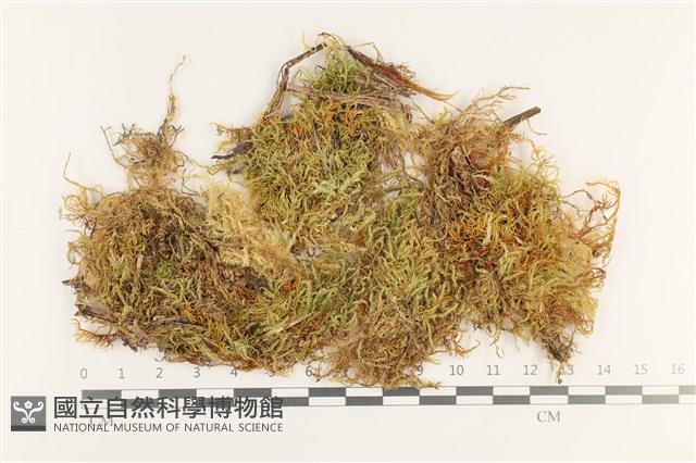 登錄號:B00011076藏品圖，第1張