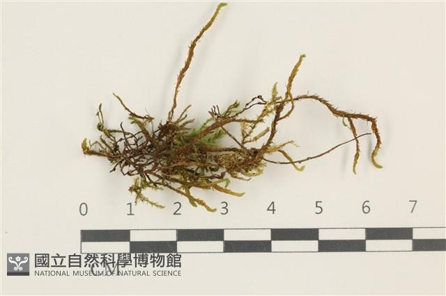 登錄號:B00013076藏品圖，第1張