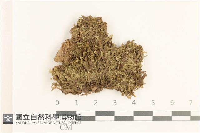 日本鞭苔藏品圖，第1張