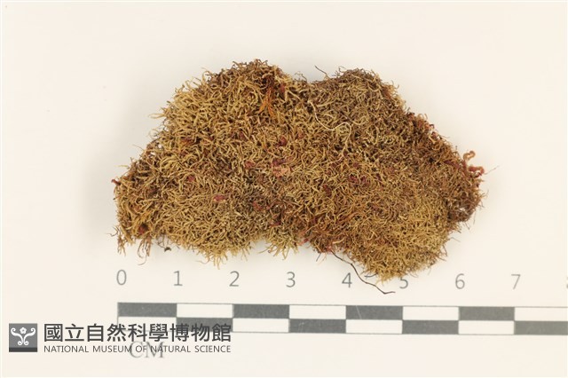 登錄號:B00016976藏品圖，第1張