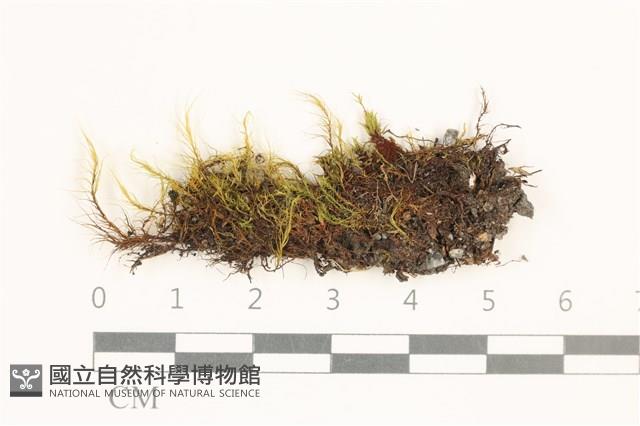 日本曲柄蘚藏品圖，第1張