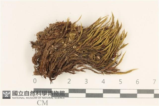 登錄號:B00015876藏品圖，第1張