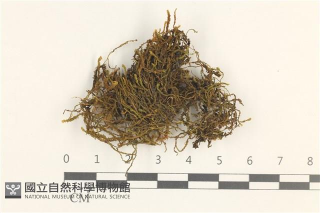 登錄號:B00011876藏品圖，第1張