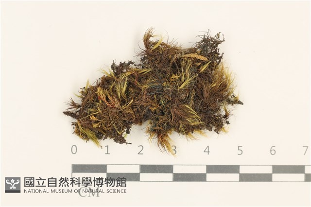 登錄號:B00001876藏品圖，第1張