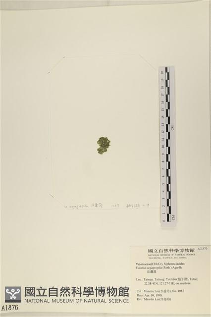 法囊藻藏品圖，第3張