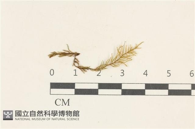 登錄號:B00012016藏品圖，第1張