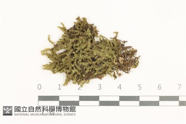 鞭苔,三裂鞭苔藏品圖，第1張