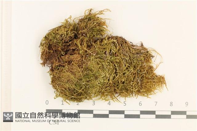 東亞小錦蘚藏品圖，第1張