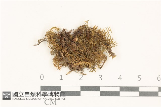 粗齒雉尾蘚藏品圖，第1張