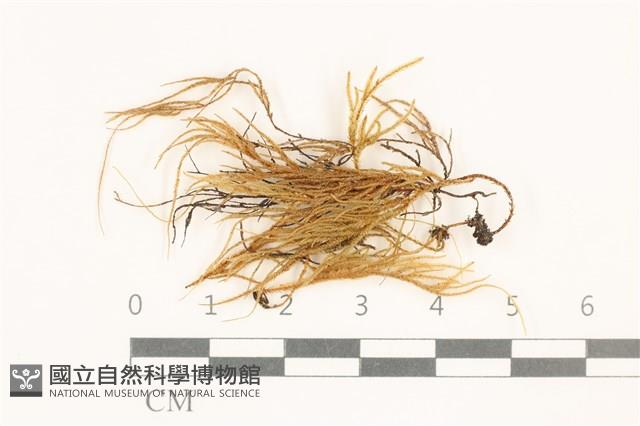 登錄號:B00004916藏品圖，第1張