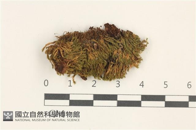 狹葉扭口蘚藏品圖，第1張