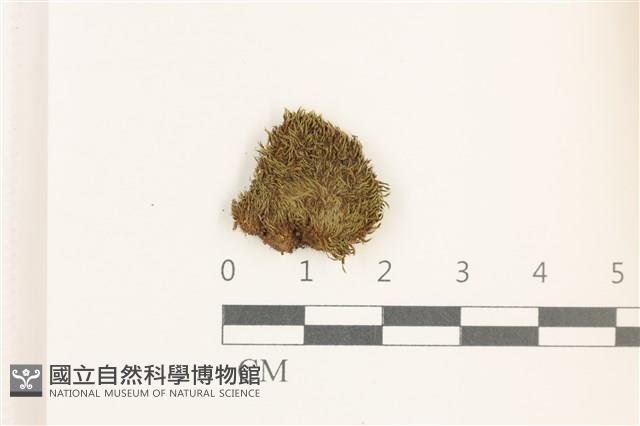 登錄號:B00008816藏品圖，第1張