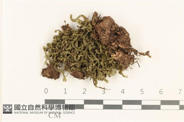 登錄號:B00015816藏品圖，第1張