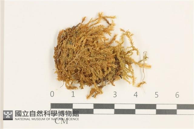 溪邊青蘚藏品圖，第1張