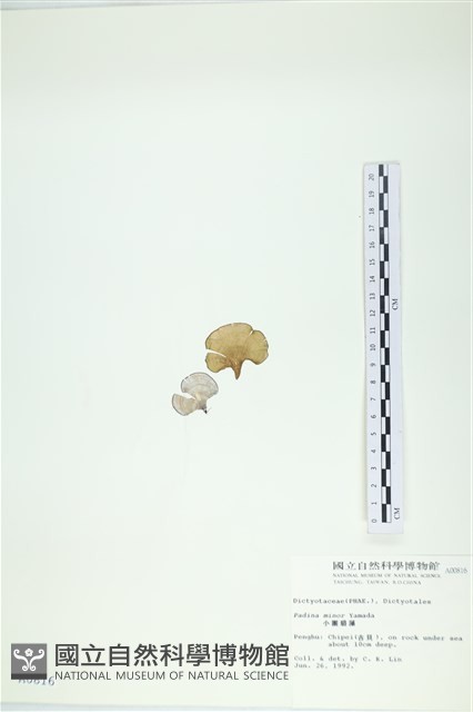小團扇藻藏品圖，第3張